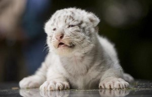  white tiger cubs