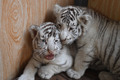 white tiger cubs - greyswan618 photo