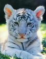 white tigers - greyswan618 photo