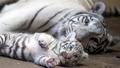 white tigers - greyswan618 photo