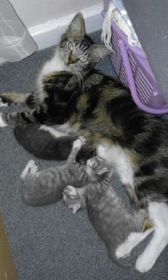  Cat And Her बिल्ली के बच्चे