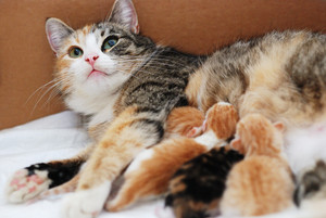 Cat And Her Kittens