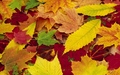 autumn - Autumn Wallpaper wallpaper
