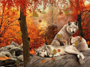  Autumn lobos