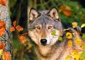 Autumn Wolves - wolves photo