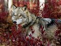 Autumn Wolves - wolves photo