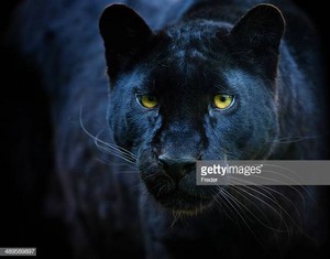  Beautiful Black con beo, panther