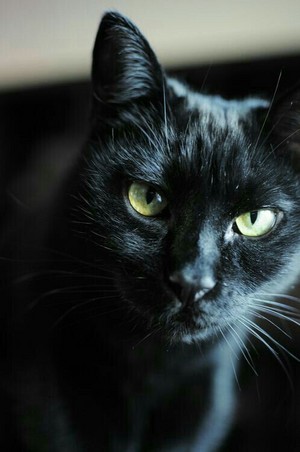  Beautiful black cat