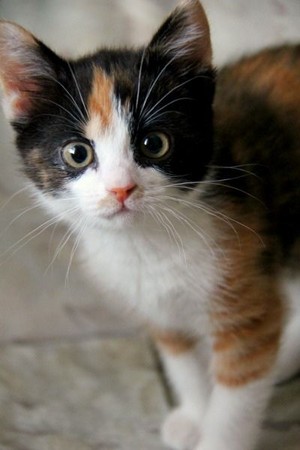  Calico Kitten