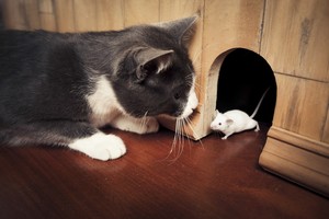  Cat And topo, mouse