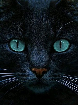  Cat eyes