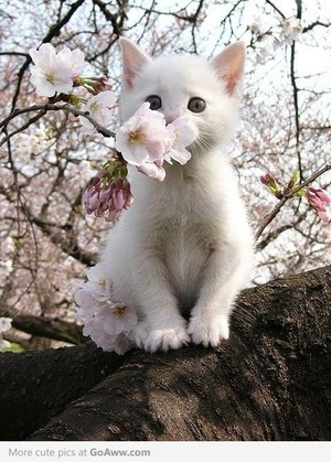 Cherry Blossom Kitty 