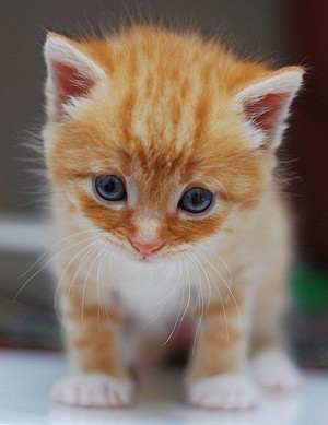 Cute kitten ❤