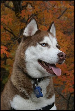  Husky with Autumn Leaves