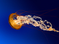Jellyfish - bts photo