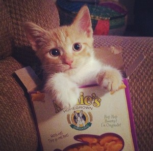  Kitten In A Box