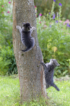  anak kucing Climbing A pokok