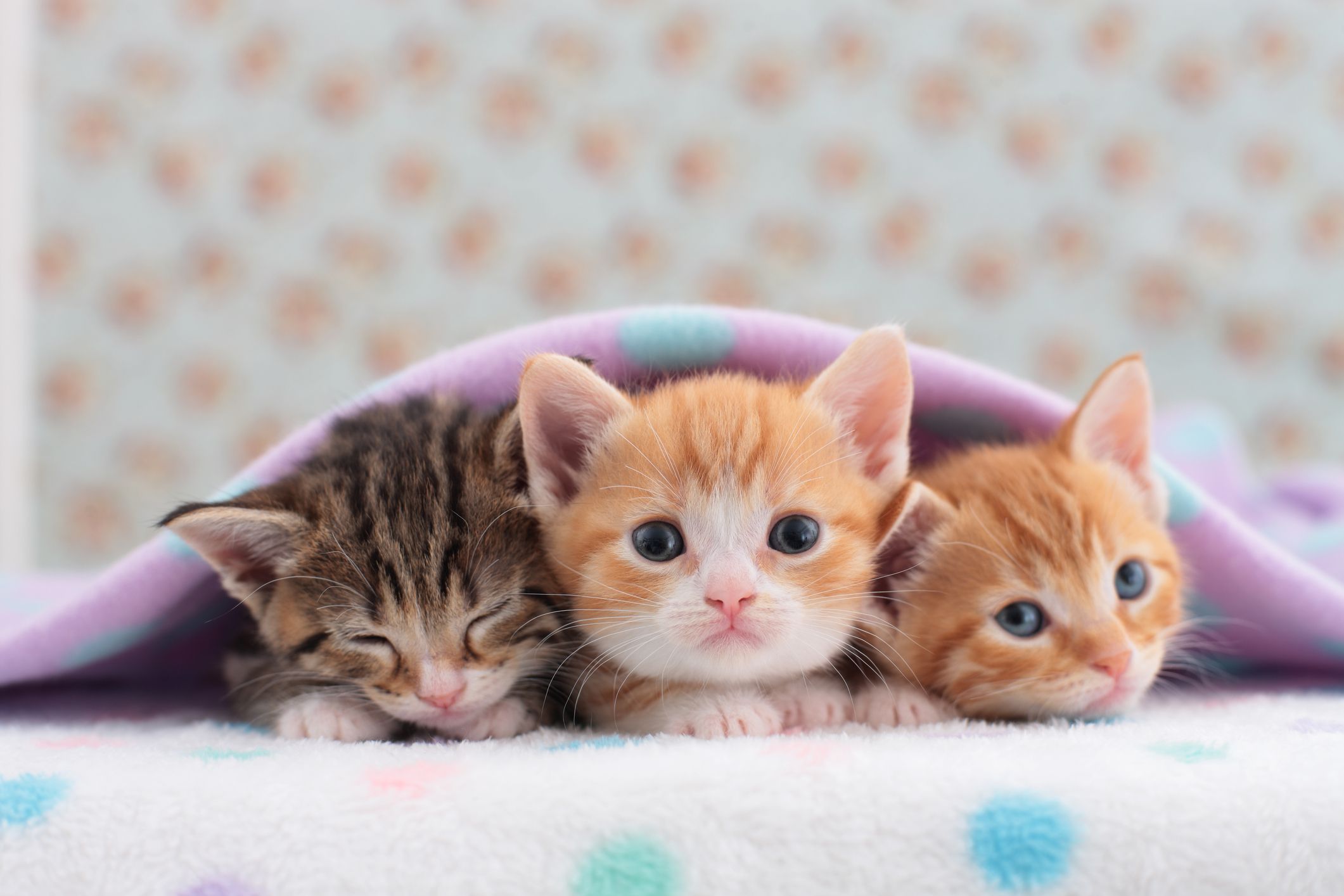 Kittens - Cats and Kittens Club Photo (41536656) - Fanpop