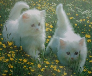  kittens