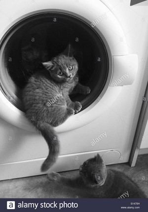  Laundry hari