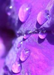  Purple Rain