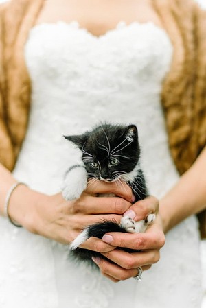  Rescue Kitten Wedding