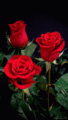 Roses - roses photo