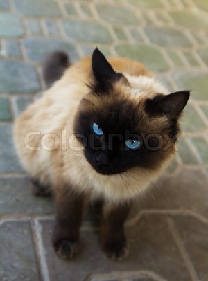  Siamese Cat