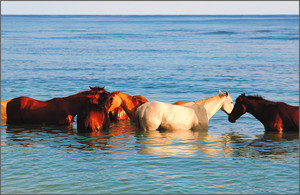  Swimming With caballos