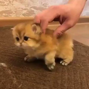  Tiny kitten