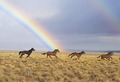 Wild Horses and a rainbow. - horses photo