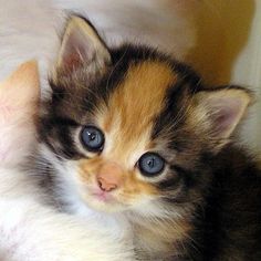  adorable calico gatitos