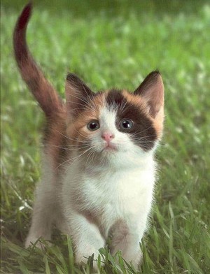  adorable calico Kätzchen