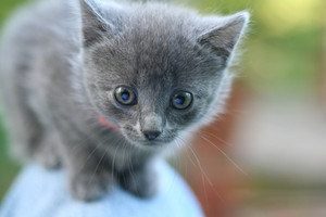  adorable gray gatitos