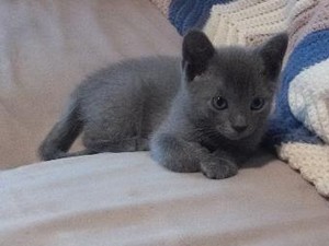  adorable gray chatons