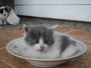  adorable gray Kätzchen