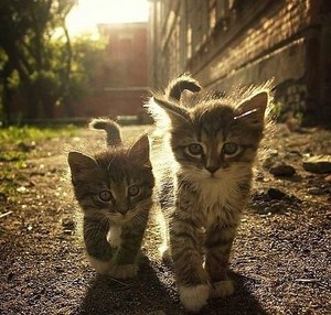  adorable chatons
