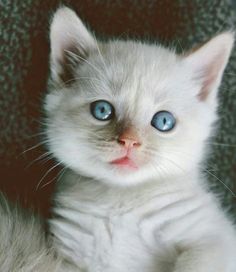 adorable gattini