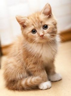  adorable 小猫