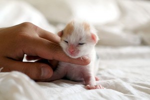  adorable kittens