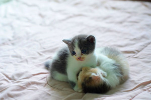  adorable gatitos