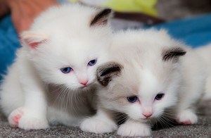  adorable pair of gatitos