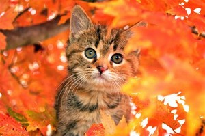  autumn 고양이