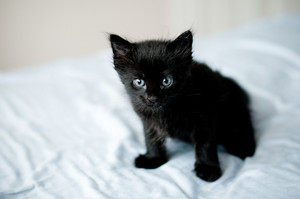  black mèo con