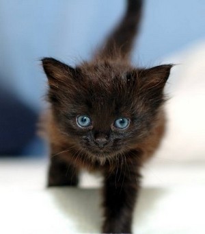  black mèo con