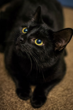  black anak kucing