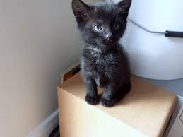  black 小猫