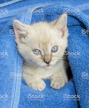  cozy kitten