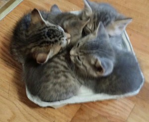  cozy gattini