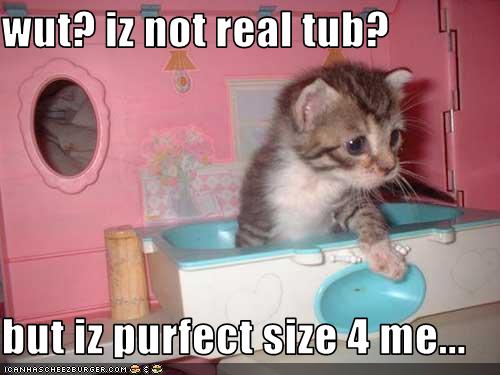 cute and funny kitten meme - mèo con bức ảnh (41536195) - fanpop - Page 7